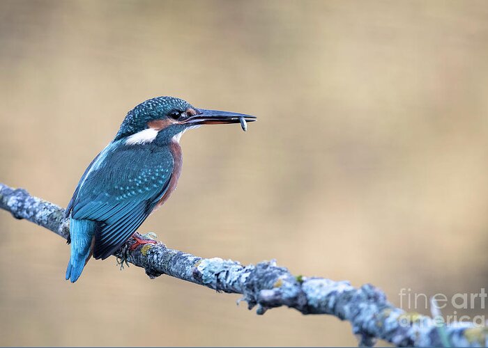 Kingfisher Greeting Card featuring the photograph Time to eat by Hernan Bua