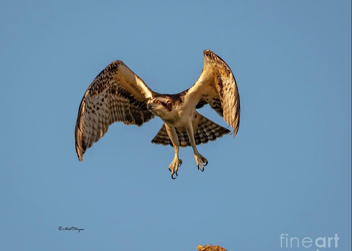 Osprey Greeting Card featuring the photograph Time To Fly by DB Hayes
