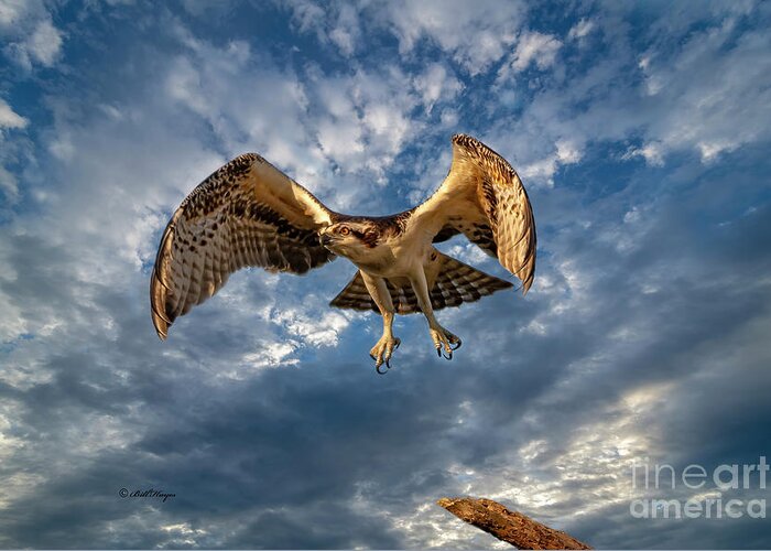 Ospreys Greeting Card featuring the photograph Time To Fly TWO by DB Hayes