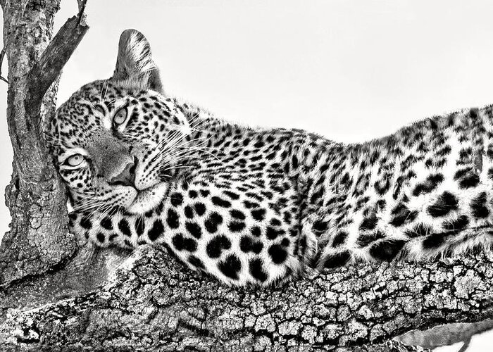 Wildlife Greeting Card featuring the photograph Time To Rest by Xavier Ortega