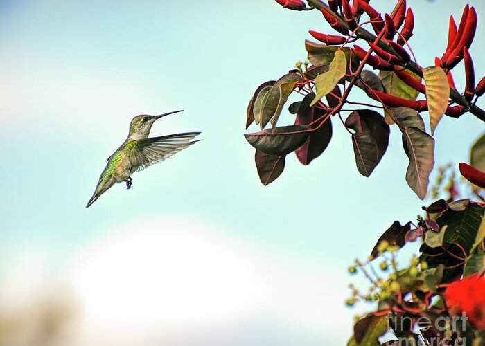 Hummingbird Greeting Card featuring the photograph Tiny Feet and Wonderful Wings - A Hummingbird by Kerri Farley