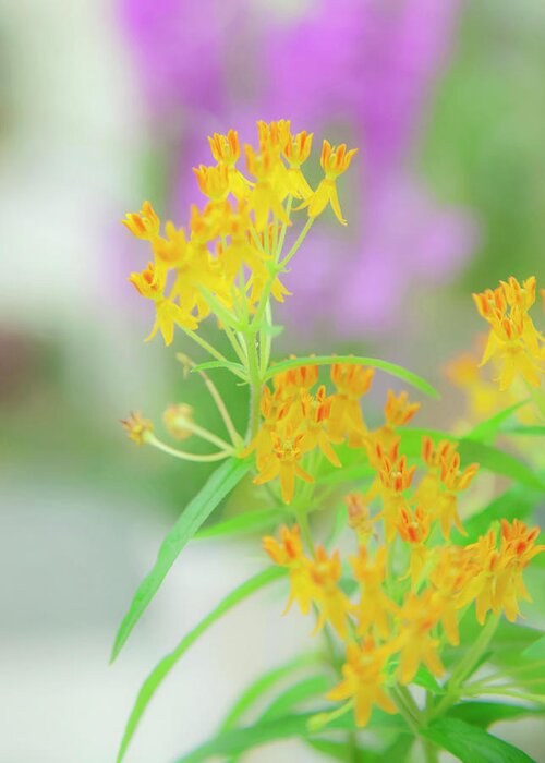 Flowers Greeting Card featuring the photograph Tiny Orange Flowers by Toni Hopper