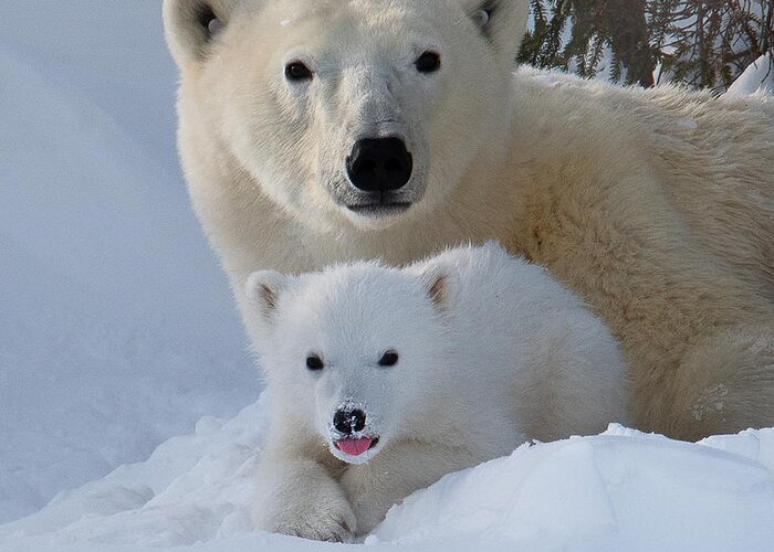 Polar Greeting Card featuring the photograph Together! by Liwen Tao