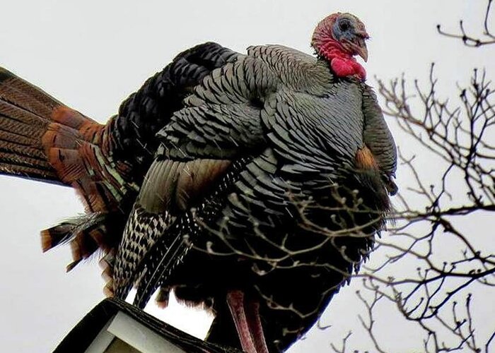 Turkey Greeting Card featuring the photograph Tom Turkey on Rooftop by Linda Stern