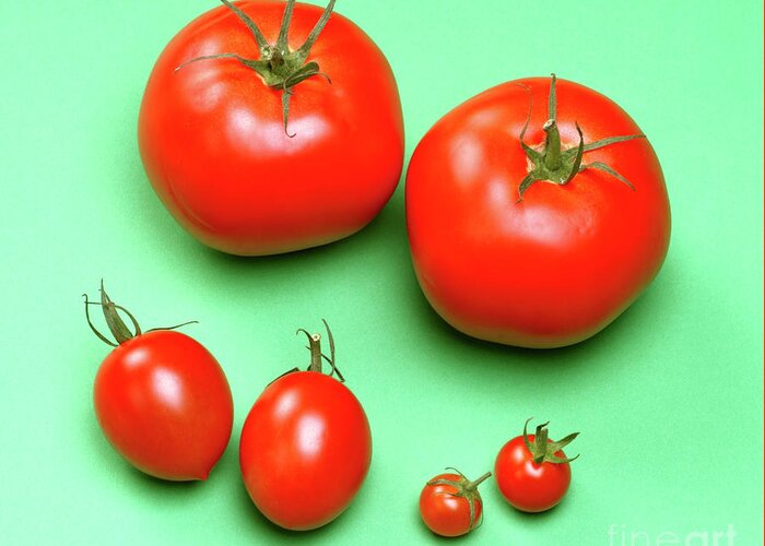 Foodstuff Greeting Card featuring the photograph Tomato Varieties by Martyn F. Chillmaid/science Photo Library