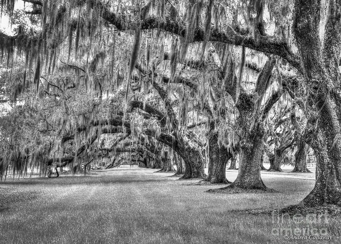 Andrea Callaway Tomotley Plantation Greeting Card featuring the photograph Tomotely Plantation 2 B W Lowcountry Landscape South Carolina Art by Andrea Callaway