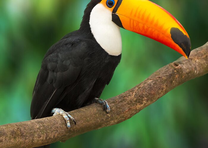 Big Greeting Card featuring the photograph Toucan Ramphastos Toco Sitting On Tree by Oleksiy Mark