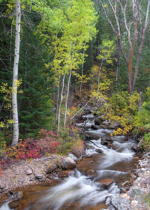 Left Hand Creek Greeting Card featuring the photograph Tranquility on the Stream by James BO Insogna