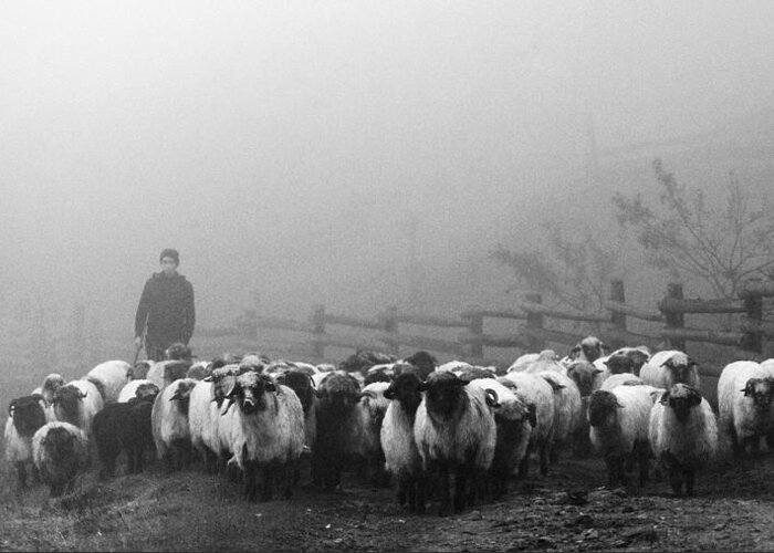 Sheep Greeting Card featuring the photograph Transhumance by Sveduneac Dorin Lucian