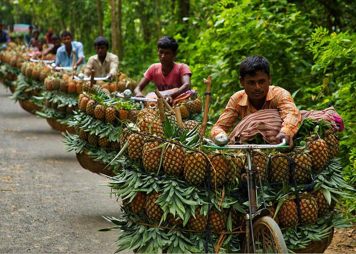 Pineapple Greeting Card featuring the photograph Transporting Pineapples by Azim Khan Ronnie