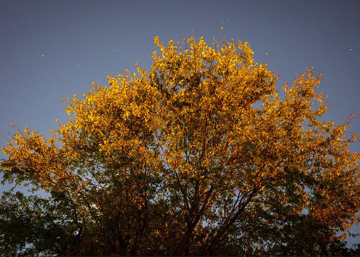 Astrophotography Greeting Card featuring the photograph Tree and Stars Wide by Jason Fink