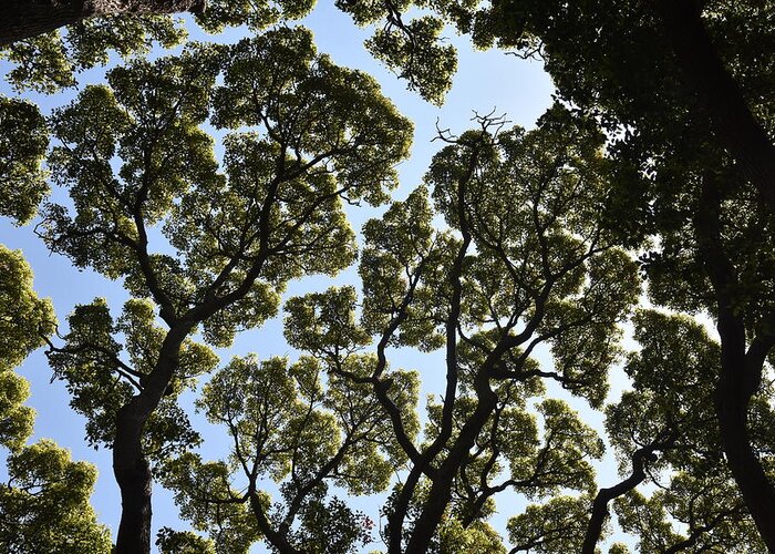 Trees Greeting Card featuring the photograph Tree Canopy by Ben Foster