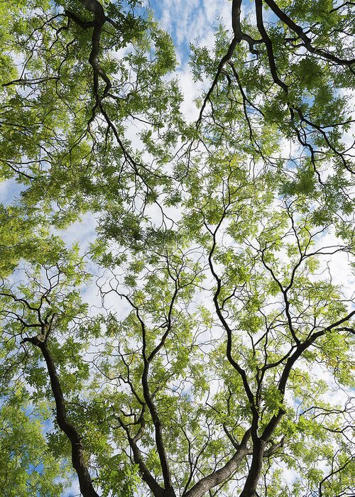 Tree Greeting Card featuring the photograph Tree Canopy by Liz Albro