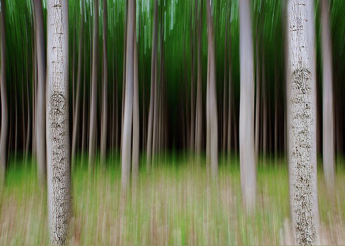 Tranquility Greeting Card featuring the photograph Tree Vertical Panning by Vadim Dmitriyev Photography