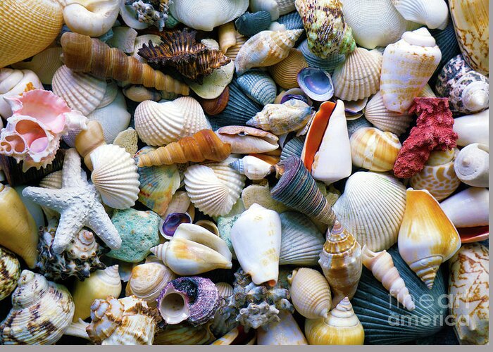 Seashells Greeting Card featuring the photograph Tropical Treasure Seashells A91218 by Mas Art Studio