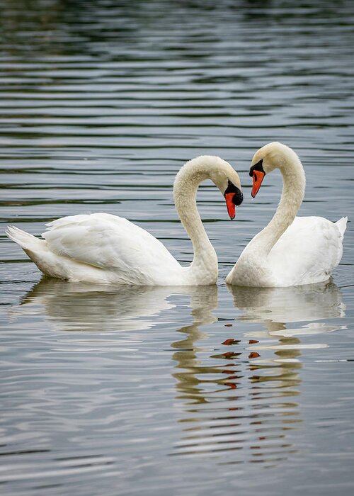 Mute Swan Greeting Card featuring the photograph True Love by Robert J Wagner