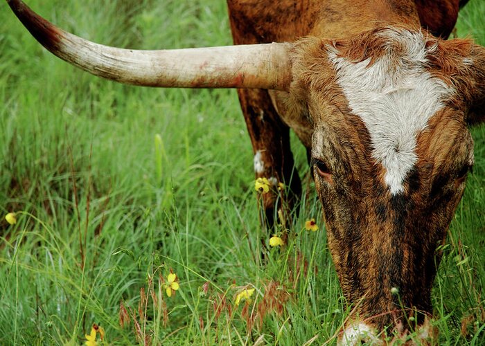 Horned Greeting Card featuring the photograph True Texas Longhorn by Flashpoint