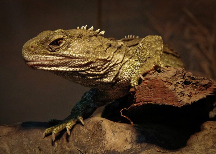 Animal Themes Greeting Card featuring the photograph Tuatara by Alastair Stewart