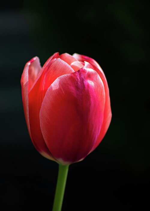 Tulip Greeting Card featuring the photograph Tulip Bloom by Rose Guinther
