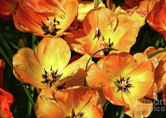 Tulips Greeting Card featuring the photograph Tulip Explosion by Joan Bertucci