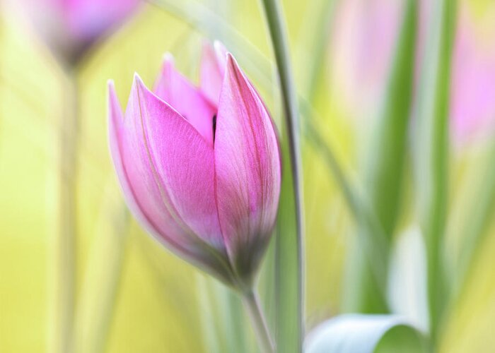 Tulip Greeting Card featuring the photograph Tulip by Mandy Disher