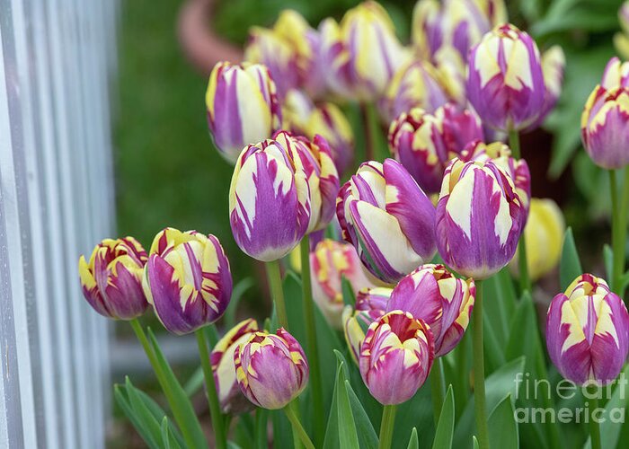 Tulipa Striped Sail;tulip Striped Sail;triumph Tulip Greeting Card featuring the photograph Tulip Striped Sail Flowers by Tim Gainey