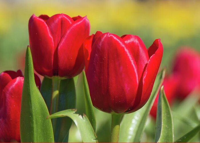 Tulip Greeting Card featuring the photograph Tulips 12 #floral #tulip by Andrea Anderegg