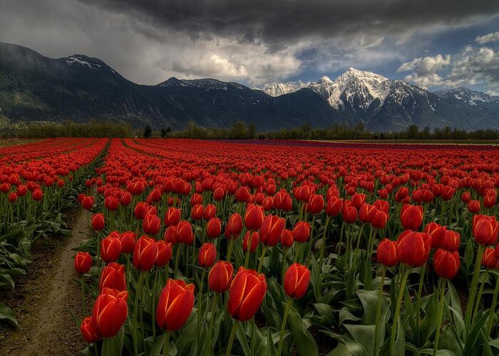 Landscape Greeting Card featuring the photograph Tulips In Great Vancouver Bc Canada by Fred Zhang