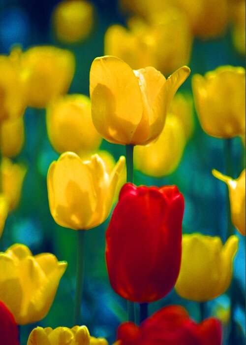 Netherlands Greeting Card featuring the photograph Tulips by John Foxx