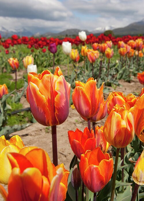Tranquility Greeting Card featuring the photograph Tulips Plantation by Johanes Duarte