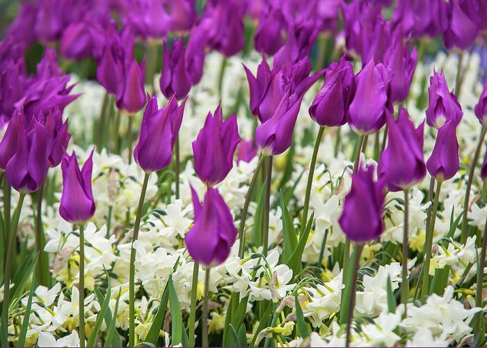 Jenny Rainbow Fine Art Photography Greeting Card featuring the photograph Tulips Purple Dream with White Daffodils 1 by Jenny Rainbow