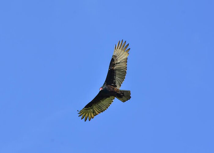 William Tasker Greeting Card featuring the photograph Turkey Vulture Glide by William Tasker