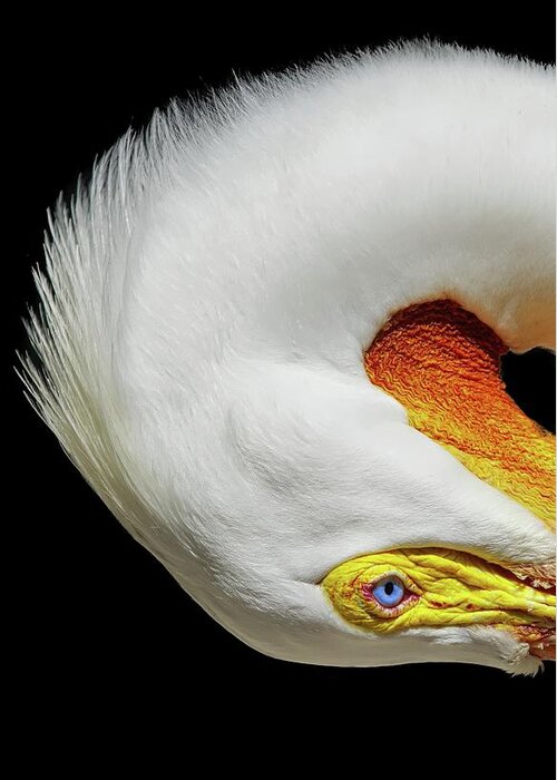 White Pelican Greeting Card featuring the photograph Turn by Stoney Lawrentz