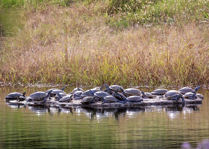 Turtle Greeting Card featuring the photograph Turtle Rock by David Wagenblatt