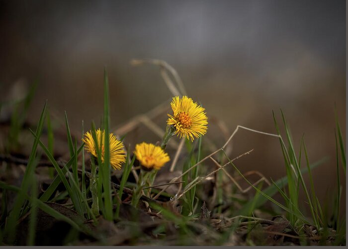 Tussilago Greeting Card featuring the photograph Tussilago farfara, coltsfoot #i7 by Leif Sohlman