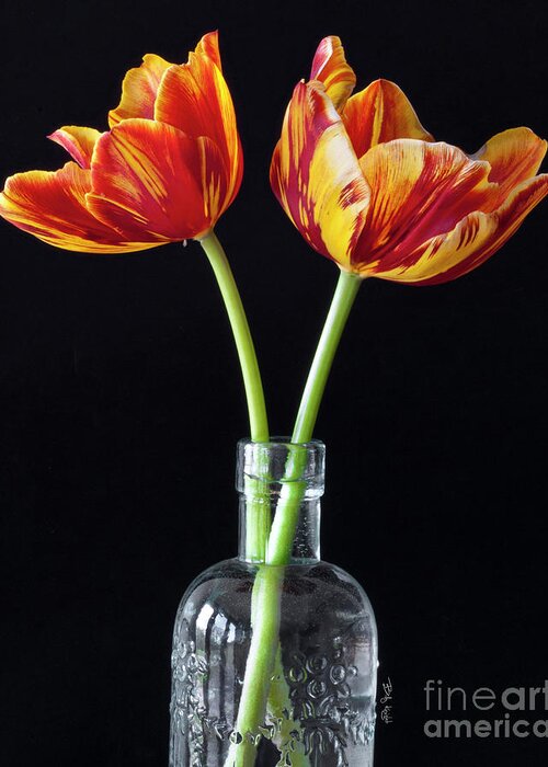 Tulips Greeting Card featuring the photograph Twin Tulips by Billy Knight