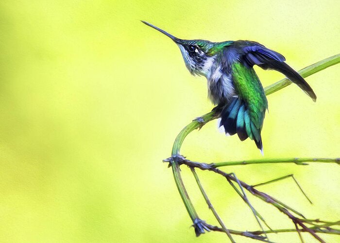 Hummingbird Greeting Card featuring the photograph Twister by Art Cole
