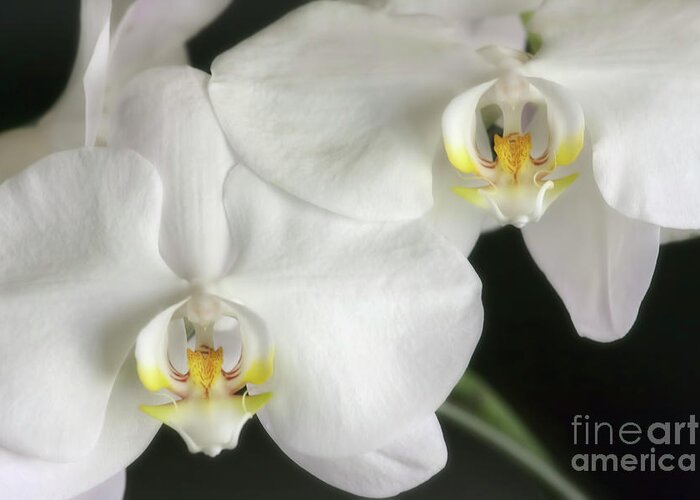 Orchids Greeting Card featuring the photograph Two Beauties by Joan Bertucci