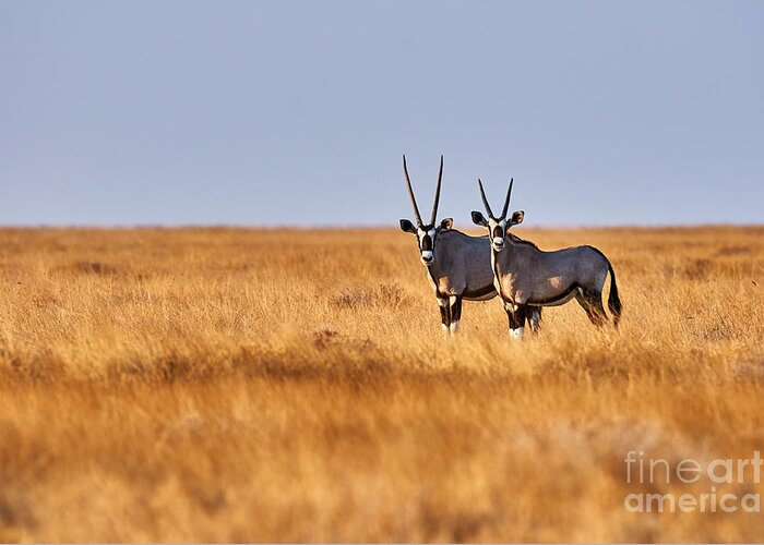 Safari Greeting Card featuring the photograph Two Beautiful Oryx In The Savannah by Arcalu
