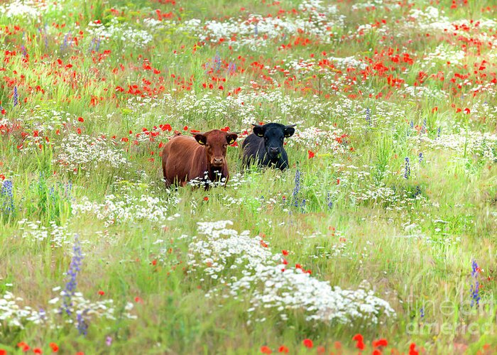 Cows Greeting Card featuring the photograph Two Norfolk cows in wild flower meadow by Simon Bratt
