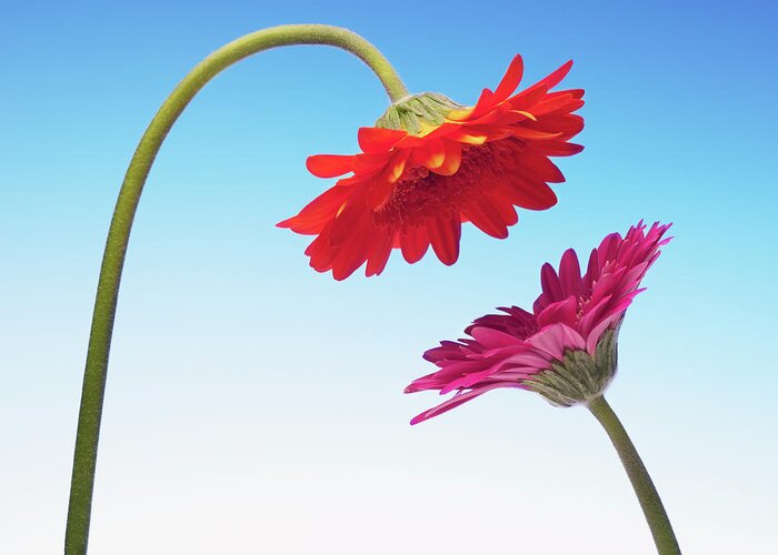 Two Objects Greeting Card featuring the photograph Two Gerbera Daisies Face To Face by Chris Ryan