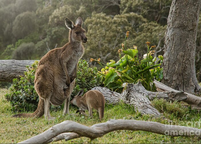 Small Greeting Card featuring the photograph Two Grey Kangaroos In Australian by Mastersky