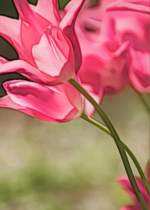 Rockville Greeting Card featuring the photograph Two Intertwined Pink Tulip Blooms by Maria Mosolova