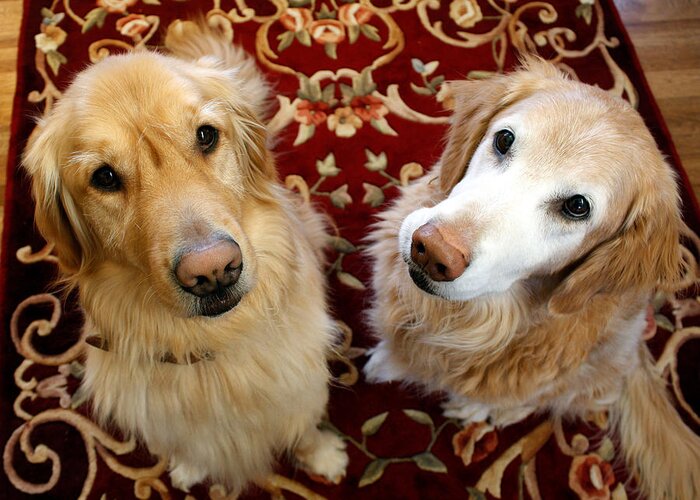 Pets Greeting Card featuring the photograph Two Loyal Golden Retrievers by Victoria Neer