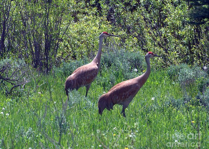 Sandhill Crane Greeting Card featuring the photograph Two of a Kind by Dorrene BrownButterfield