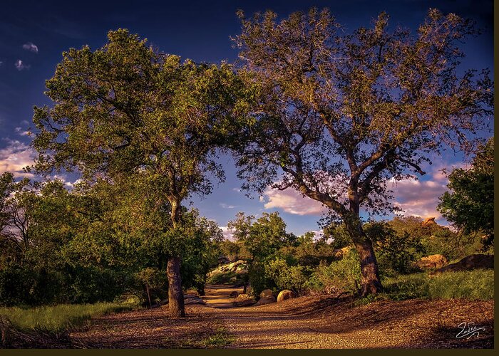 Oak Trees Greeting Card featuring the photograph Two Old Oak Trees At Sunset by Endre Balogh
