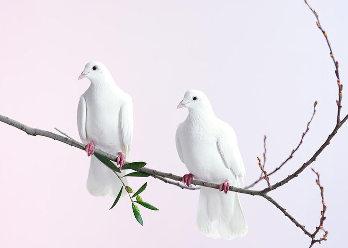 Purity Greeting Card featuring the photograph Two White Doves With Olive Branch by Walker And Walker