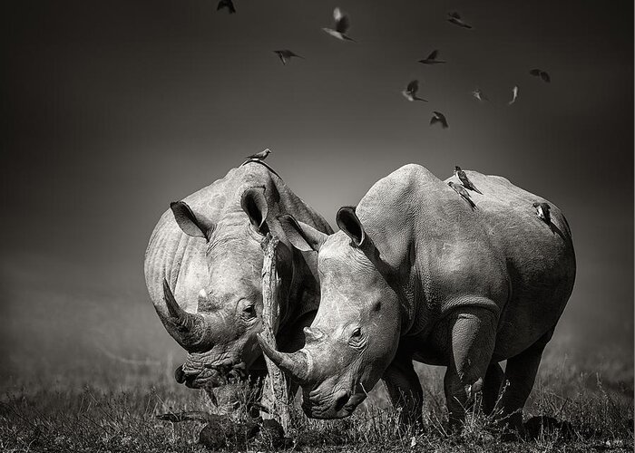 Rhino Greeting Card featuring the photograph Two White Rhinoceros In The Field by Johan Swanepoel