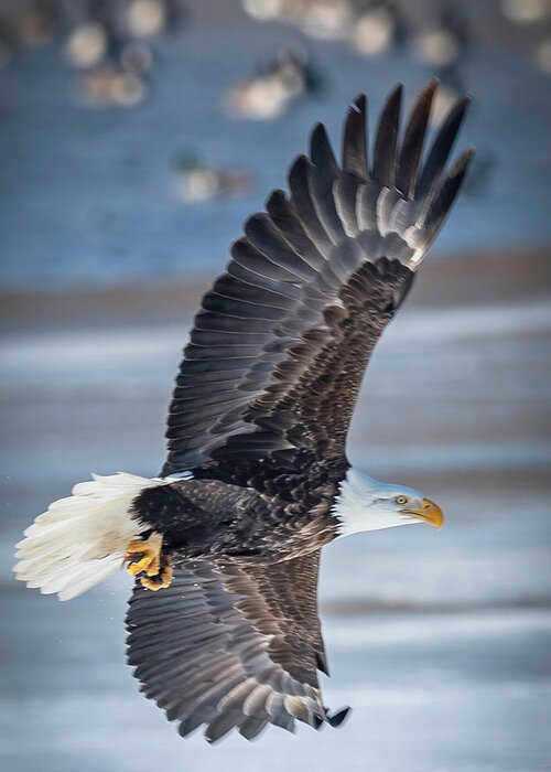 Eagle Greeting Card featuring the photograph Under Wing by Laura Hedien