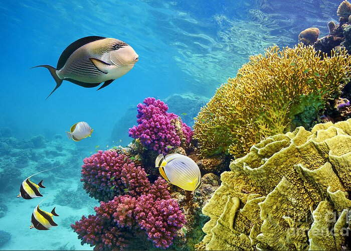 Deep Greeting Card featuring the photograph Underwater Scene With Coral Reef by John walker
